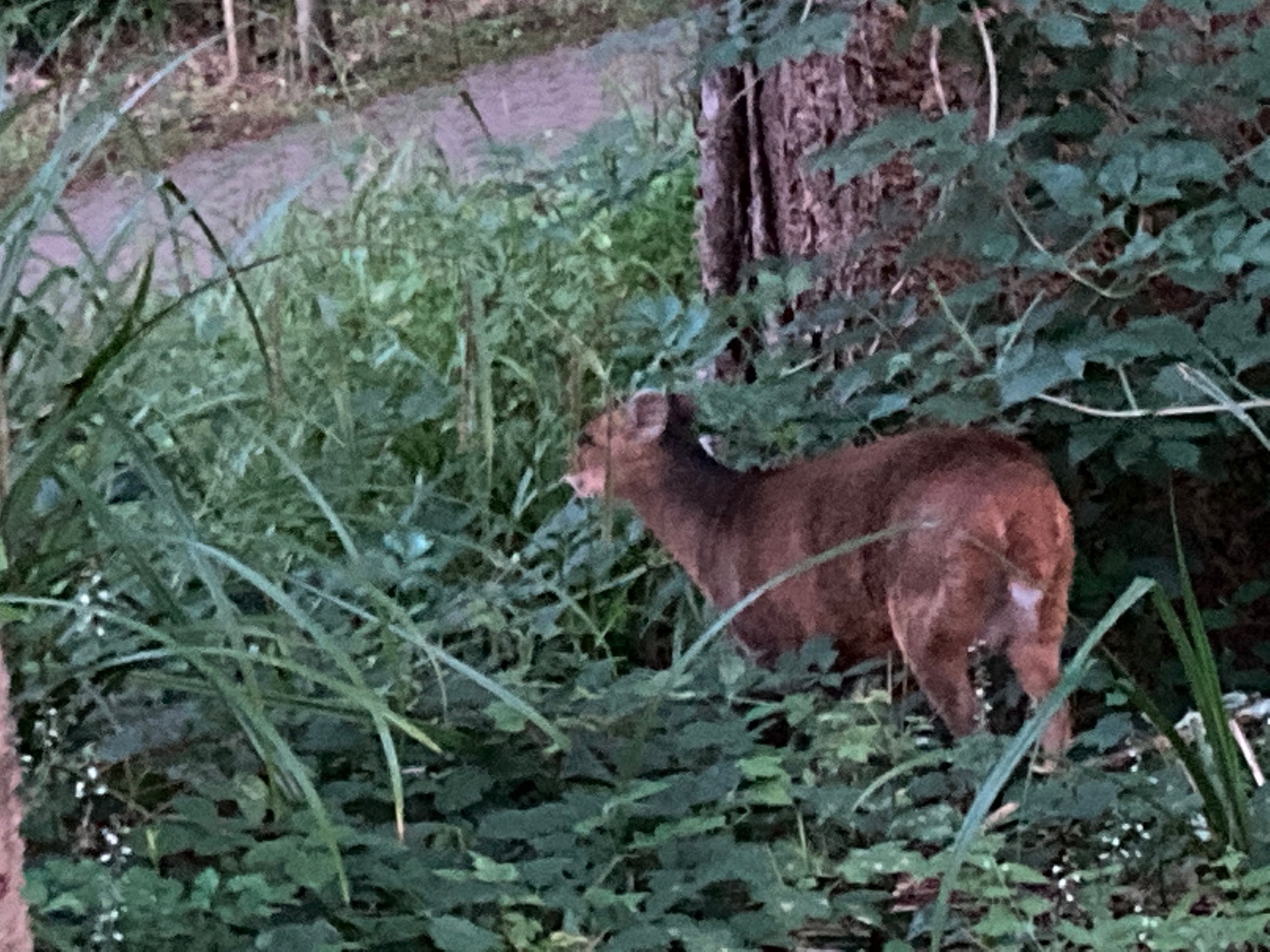 Deer in the Woods Blogs on the Pod - Deer in the Wood Edition