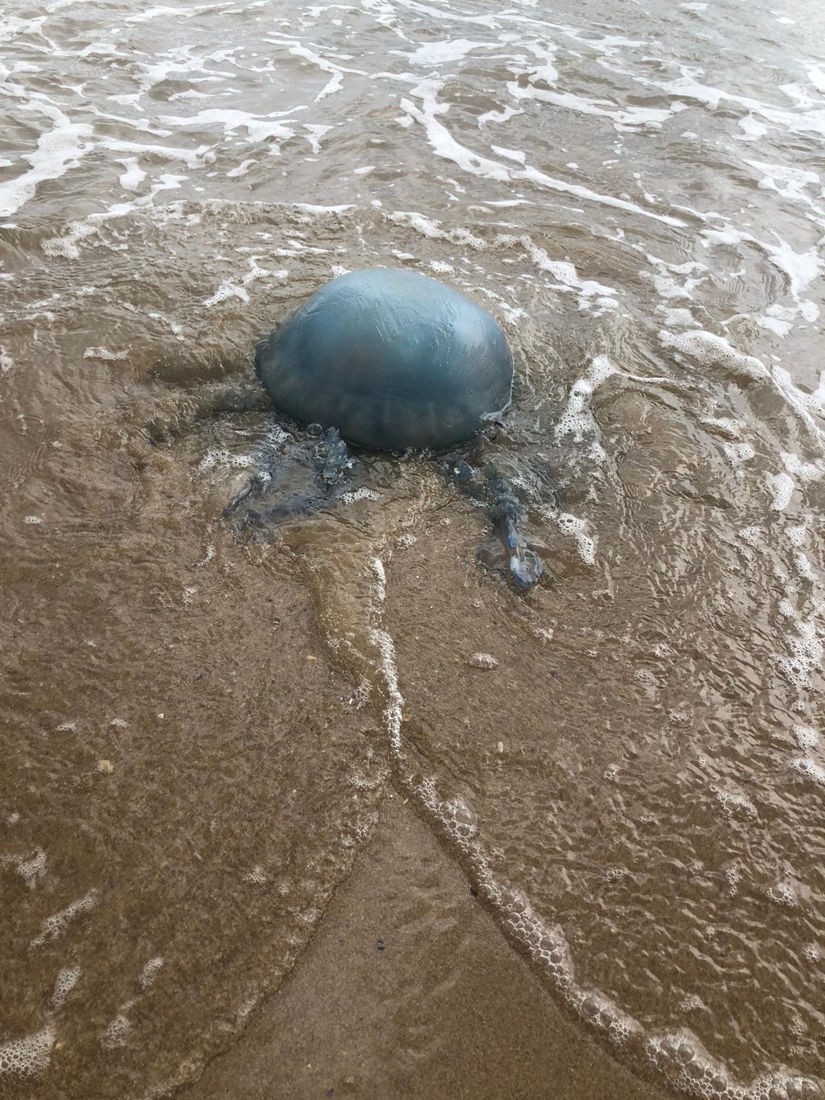 JellyFish_tenby Blogs on the Pod Jelly Fish Edition